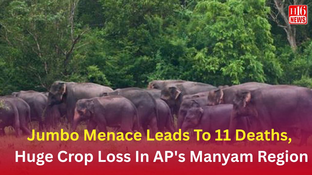 Jumbo Menace Leads To 11 Deaths, Huge Crop Loss In AP's Manyam Region